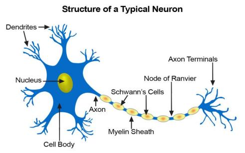 通过脑机接口实现医疗突破：马斯克宣布2025年Neuralink的植入计划_马斯克脑植入芯片_大脑植入设备